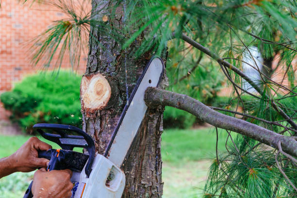 Best Emergency Tree Removal  in Glendora, NJ